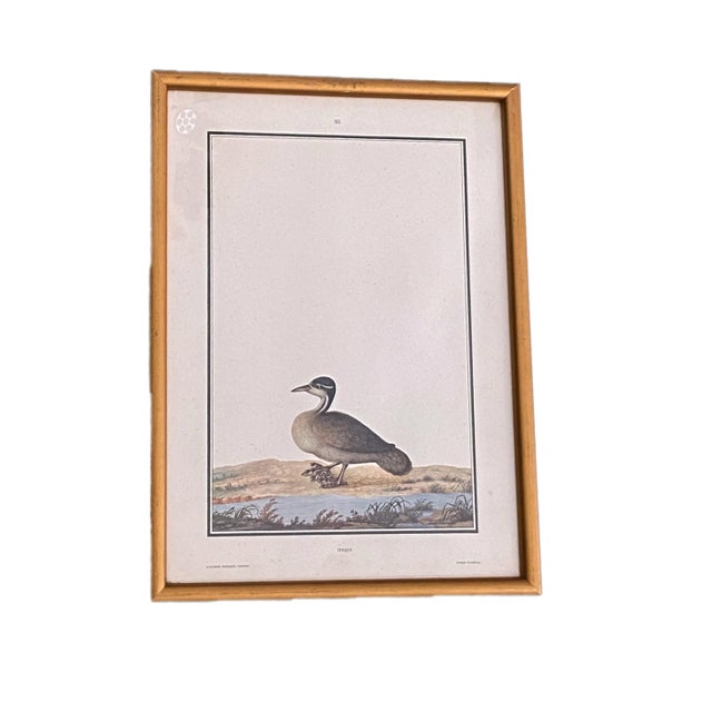 Superb Print Labeled Jacamim- de-costas-cinzentas (Viagen Filosofica) this fascinating print from the 19th century was...