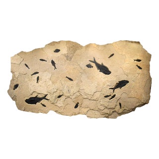 Fossil Fish Mural 4004gm From the Green River Formation, Wyoming For Sale