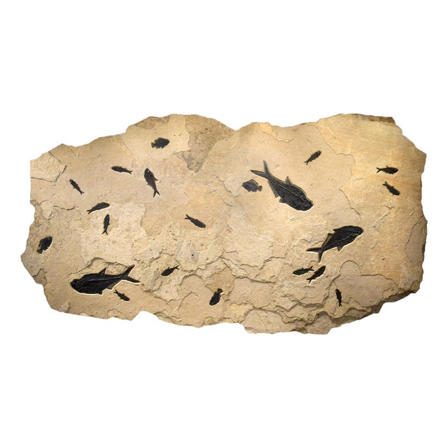 Fossil Fish Mural 4004gm From the Green River Formation, Wyoming For Sale