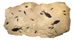 Fossil Fish Mural 4004gm From the Green River Formation, Wyoming