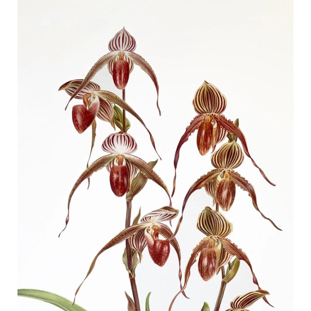 Contemporary "Paphiopedilum Hybrid” Orchids Giclee Print Hand-Retouched by Angela Mirro For Sale - Image 3 of 3