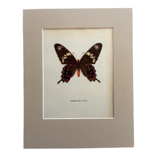 Vintage 1965 Butterfly Print in 11x14 Mat: Pachlioptera Hector/Crimson Rose, EUC For Sale