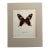 Vintage 1965 Butterfly Print in 11x14 Mat: Pachlioptera Hector/Crimson Rose, EUC For Sale