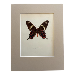 Vintage 1965 Butterfly Print in 11x14 Mat: Pachlioptera Hector/Crimson Rose, EUC