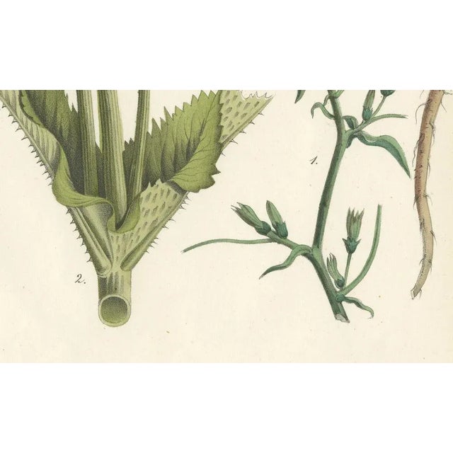 Carl Georg Calwer, Botanical Illustration of Teasel and Chicory, Calwer, 1854, Hand-Colored Lithograph For Sale - Image 3 of 6