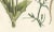 Carl Georg Calwer, Botanical Illustration of Teasel and Chicory, Calwer, 1854, Hand-Colored Lithograph For Sale - Image 3 of 6