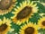 Angela Wakefield Golden Yellow Sunflowers Study on Green Background by Contemporary Artist, 2023 For Sale - Image 10 of 12