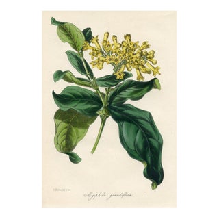 1847, Aegiphila Botanical Print From Joseph Paxton, Original Antique Botanical Print, Lithograph, Hand-Colored, England For Sale