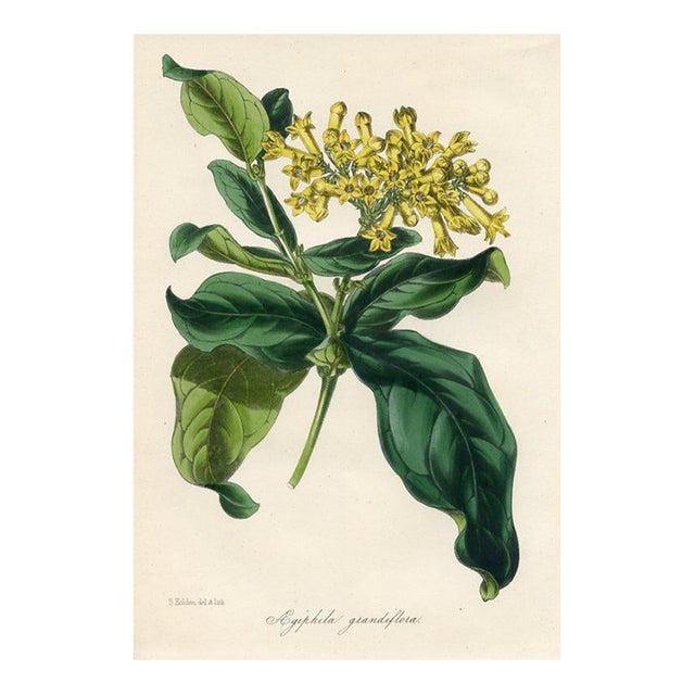 1847, Aegiphila Botanical Print From Joseph Paxton, Original Antique Botanical Print, Lithograph, Hand-Colored, England For Sale