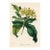 1847, Aegiphila Botanical Print From Joseph Paxton, Original Antique Botanical Print, Lithograph, Hand-Colored, England For Sale