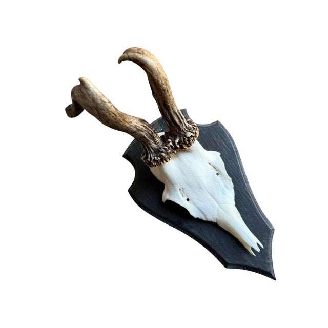Roe Deer Trophy 141 Black Forest Antlers Abnormal For Sale - Image 4 of 5