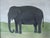Contemporary 'Gentle Elephant' Original Naïve Style Animal Oil Painting by British Artist Matt Rix, Framed For Sale - Image 12 of 13