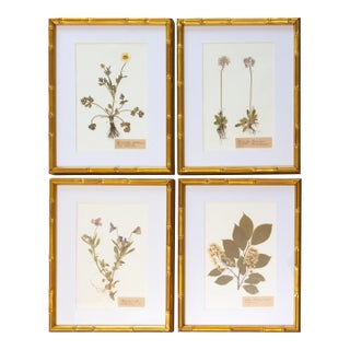 Custom Framed Antique Swedish Herbarium Botanical Specimens For Sale