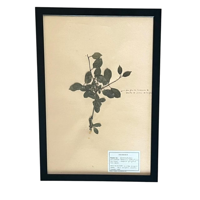 1965 French Herbarium Botanical Specimens – Set of 6 Custom Framed Pressed Botanicals For Sale - Image 4 of 15