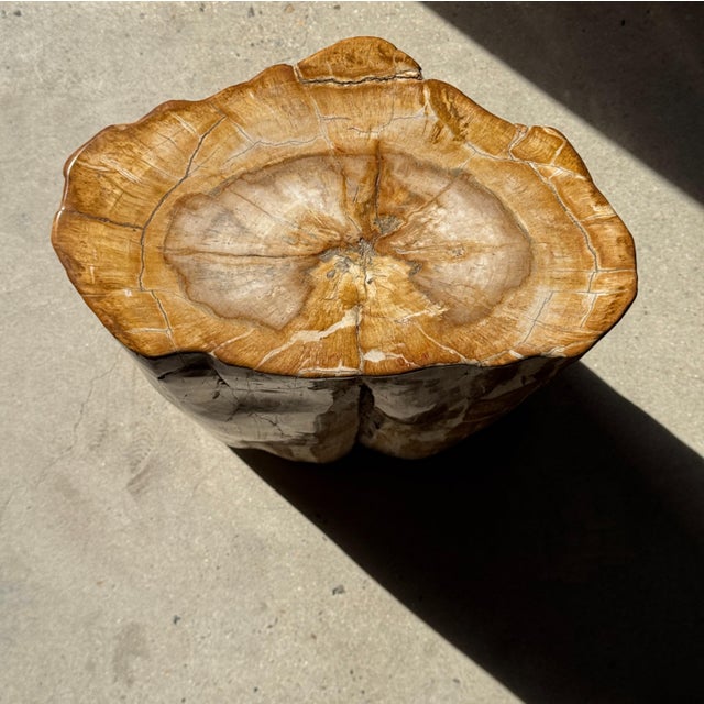 Stone Oval Side Table in Petrified Wood, 1980s For Sale - Image 7 of 18