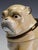 Seated Pug Tobacco Jar from Staffordshire Pottery, 1900 For Sale - Image 10 of 18