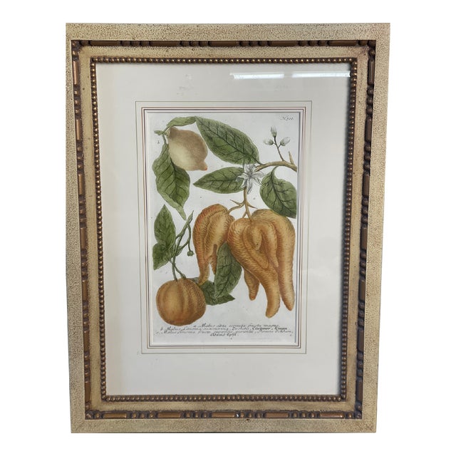 Johann Wilhelm Weinmann Original Pair of Citrus Fruits Botanical Mezzotint From Phytanthoza Iconographia (1683-1741), Circa 1740 For Sale