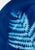 4, 11 x 15 Original Cyanotypes Heavy Cotton Paper Archival Quality Unframed Connecting with nature is an essential part of...