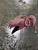 1: Product DescriptionProduct: Hand-Painted Panoramic "Flamingo" Art Wallpaper / Wall Panels (3-Panel Set) If you purchase...