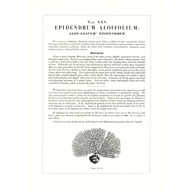 Large 1973 Orchid Flower Lithograph "Epidendrum Aloifolium" (Aloe-Leaved Epidendrum) After James Bateman For Sale - Image 4 of 6