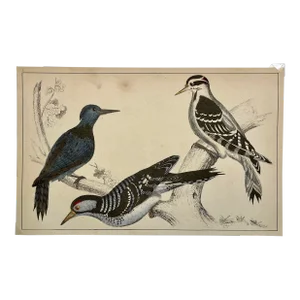 Antique Hand Colored Bird Print From England Showcasing Several Varieties of WoodPeckers - Circa 1850