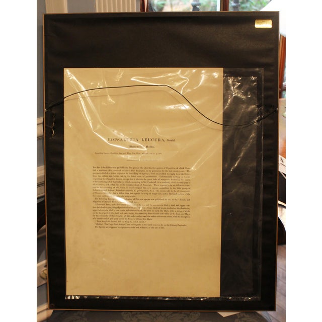 White 1970s English Framed Reproduction of Gould's White Tailed Robin Lithograph For Sale - Image 8 of 10