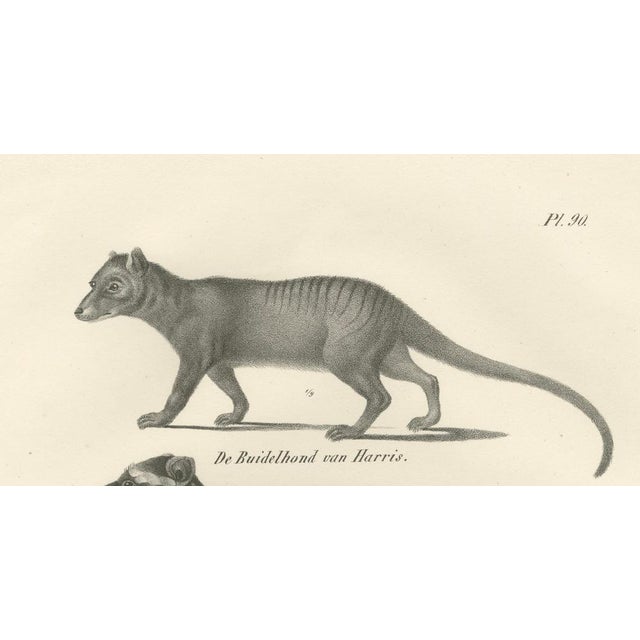 Marsupials, 1836, Lithograph on Paper For Sale - Image 6 of 10