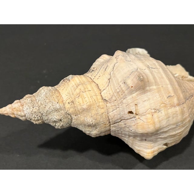 White 1950s Barnacle Encrusted Horse Conch Shell For Sale - Image 8 of 9