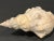 White 1950s Barnacle Encrusted Horse Conch Shell For Sale - Image 8 of 9
