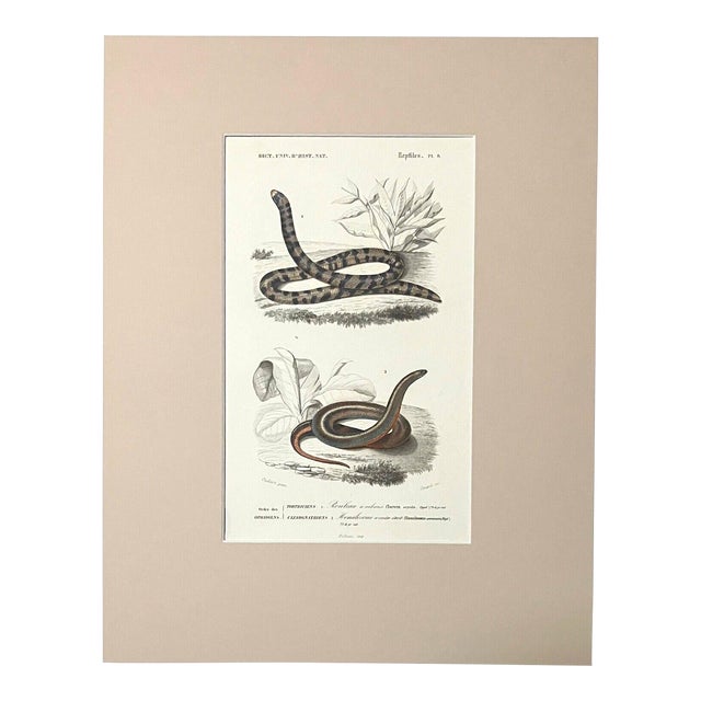 Original Antique D'Orbigny Hand-Colored Engraving of Snakes in 11x14 Mat, EUC For Sale