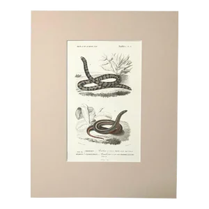 Original Antique D'Orbigny Hand-Colored Engraving of Snakes in 11x14 Mat, EUC