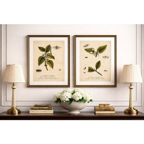 Antique Entomology Prints, English Insects on Hazel & Elm, Albin 1720 : A charming and scientifically important pair of...