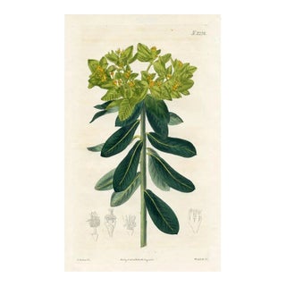 1822, Cushion Spurge Botanical Print, Curtis's Botanical Magazine, Original Antique Botanical Print, Engraving, England For Sale
