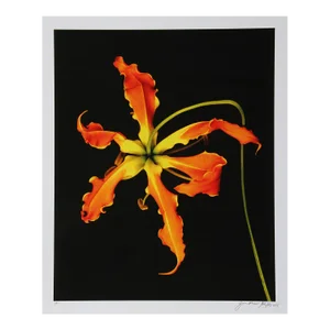 Orange Flower , Jonathan Singer