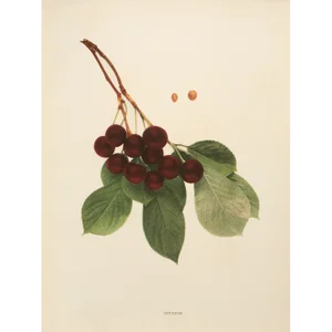 1900s U. P. Hedrick, Original Antique Photogravure of Ostheim Cherries