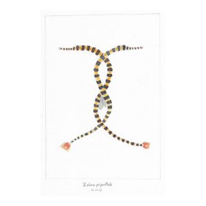 1950s Zebra Pipefish Watercolor