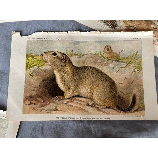 Late 19th Century Antique Lithograph Animal Prints Set of 5 For Sale - Image 5 of 12