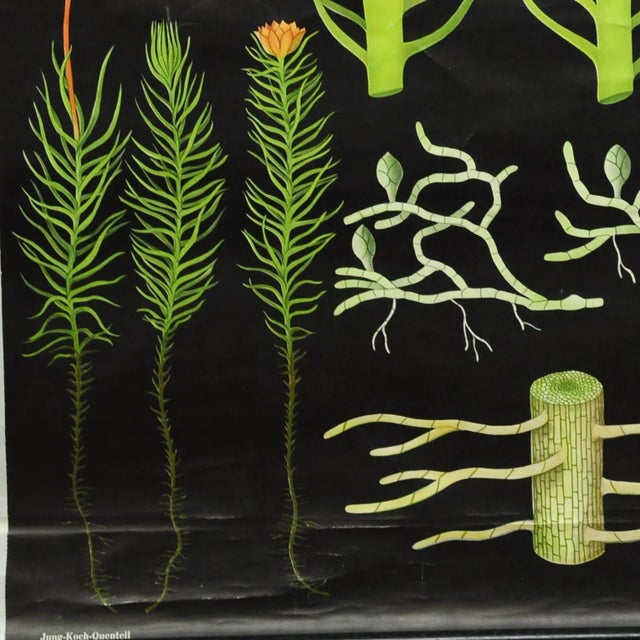 Vintage Country Style Hair Moss Rollable Wall Chart Poster by Jung Koch Quentell For Sale - Image 3 of 6