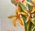 Orange Antique Botanical Print From England Showcasing a Brazilian Orchid Flower With Green Foliage -Circa 1892 For Sale - Image 8 of 10