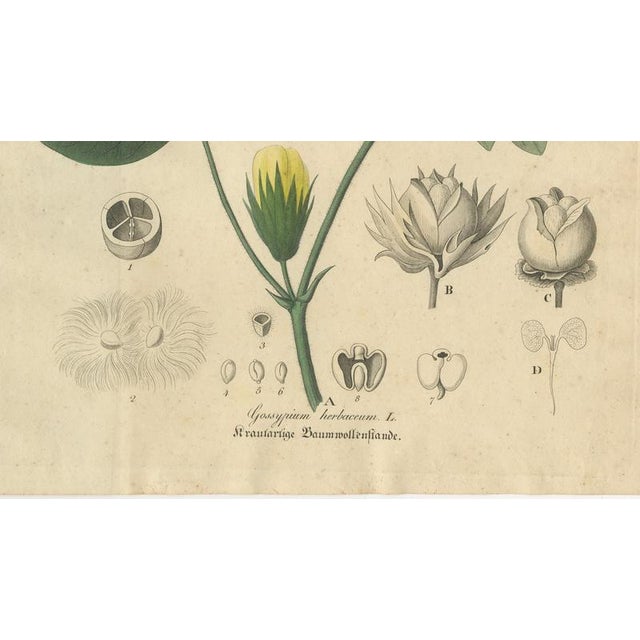 Gossypium Herbaceum, 1831, Paper For Sale - Image 5 of 10
