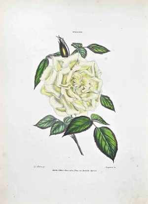 Vincenzo Tenore, The Tea Rose, Lithograph, 1870s