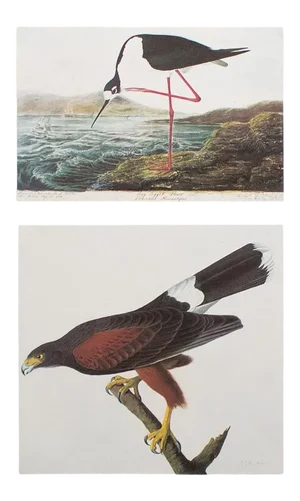 1966 Vintage Cottage Print "Louisiana Hawk & Black-Necked Stilt" After John James Audubon