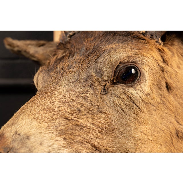 White Tailed Deer Buck Taxidermy Shoulder Mount For Sale In Chicago - Image 6 of 9