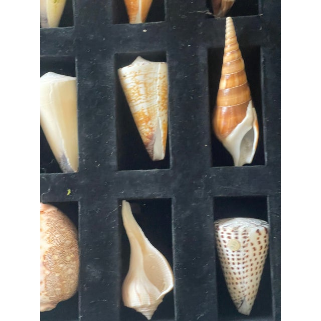 Nature’s Beauty 12 sea shells natural history specimen collection in velvet casing.