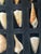 Nature’s Beauty 12 sea shells natural history specimen collection in velvet casing.