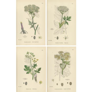 Sowerby, Botanical Herbs: Green Umbellifers, 1902, Prints, Set of 4 For Sale