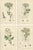 Sowerby, Botanical Herbs: Green Umbellifers, 1902, Prints, Set of 4 For Sale