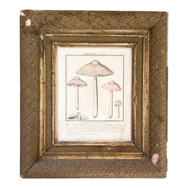 French Botanical Mushroom "L'Argaric Couleur De Rose" Illustration From 1700's, Antique Framed Etched Botany Art For Sale