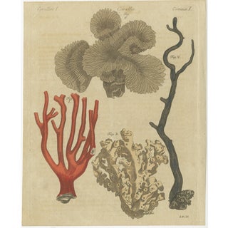 Bertuch, Four Corals, 1790, Engraving For Sale
