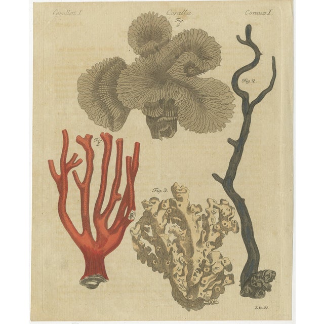 Bertuch, Four Corals, 1790, Engraving For Sale